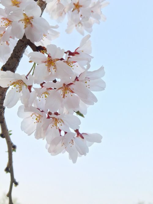 spring cherry blossom flowers