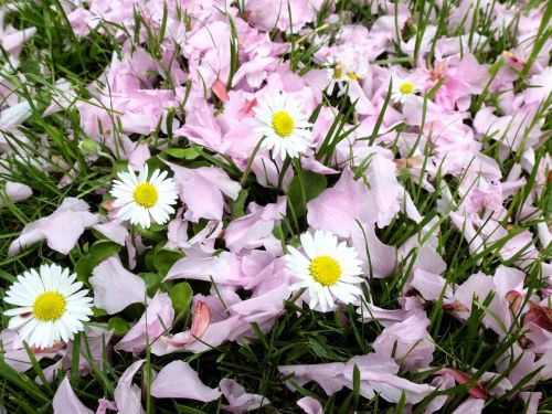 spring daisy wildflowers