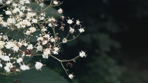 spring elderflower plant