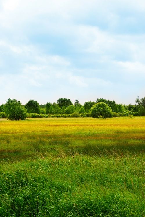 spring yellow landscape