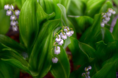spring garden lily of the valley