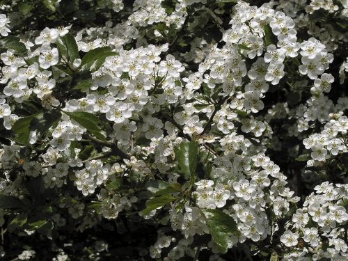 spring flowers bush