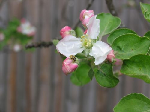 spring nature bloom