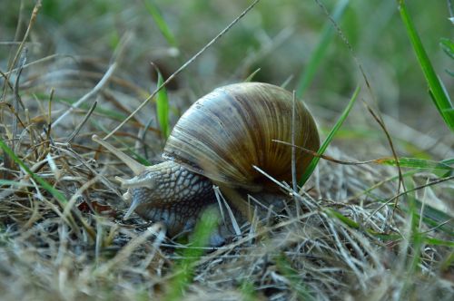 spring snail grass