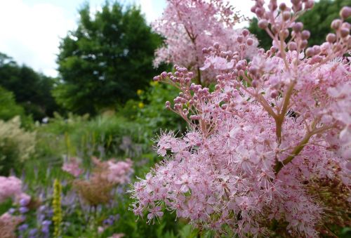 spring blossom bloom