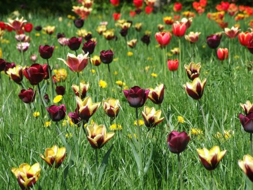 spring tulips meadow