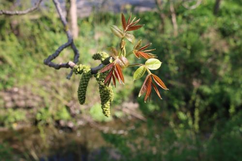 spring nut nature