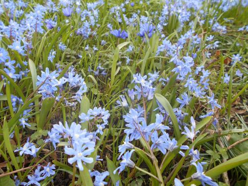 spring flowers grass