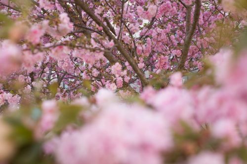 spring flowers pink