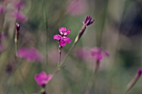 spring flower pink