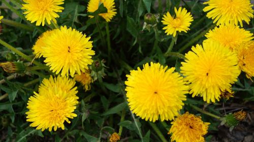 spring flower plant