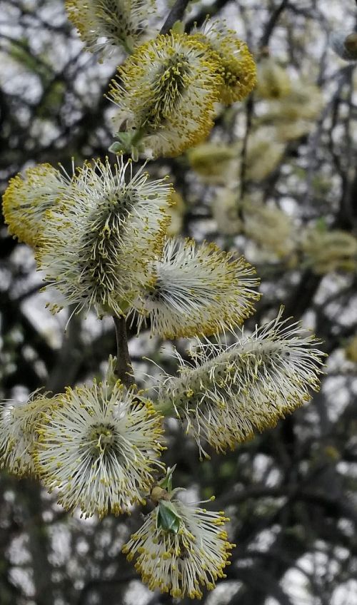 spring blossom tree