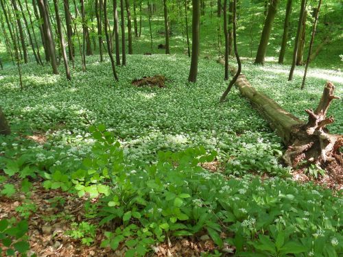 spring forest wild garlic