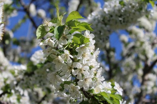 spring flower seasons