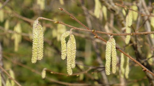 spring hazelnut flowers