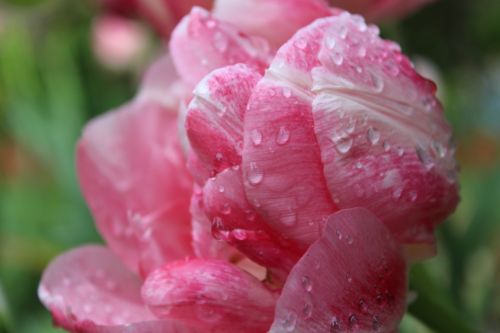 spring tulips dew