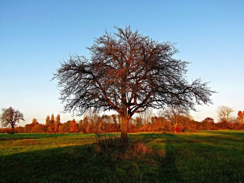 spring tree field