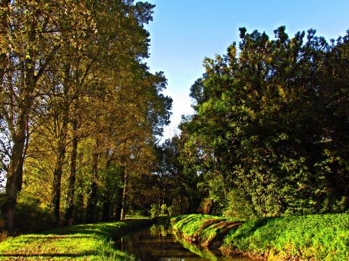 spring green grass