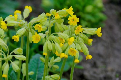 spring flowers nature