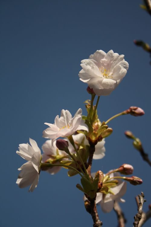 spring blossom