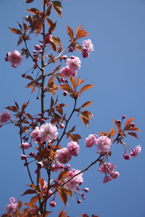 spring blossom