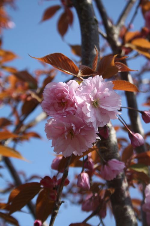 spring blossom