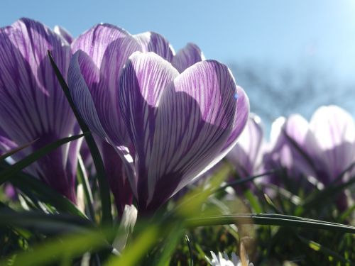 spring awakening crocus