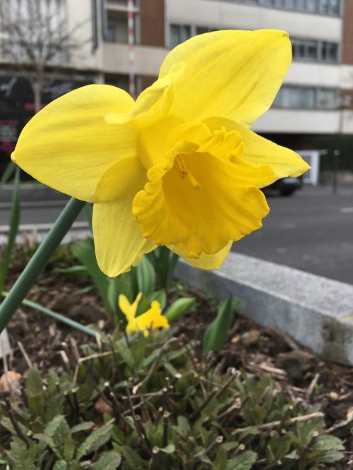 spring flowering flower