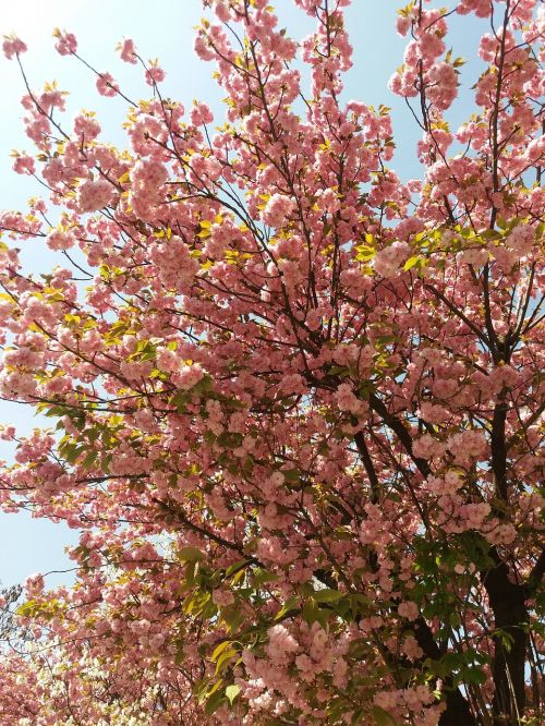 spring views flower