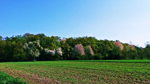 spring field meadow