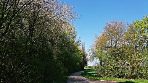 spring tree grass