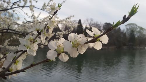 spring flowers white