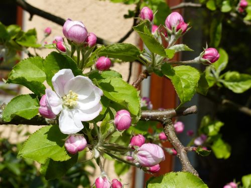 spring apple blossom nature
