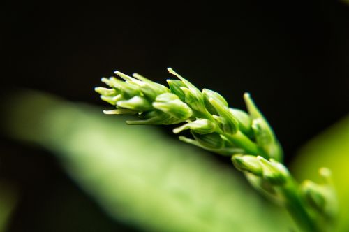 spring wheat wild field