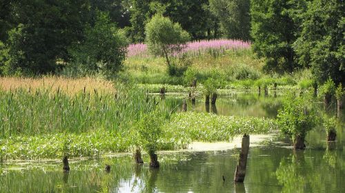 spring nature flowering