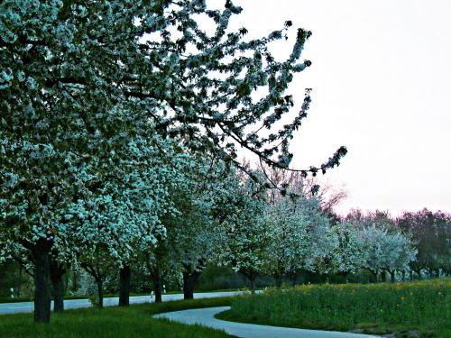 spring tree nature