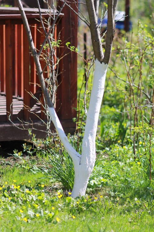 spring whitewashing of trees whitewash