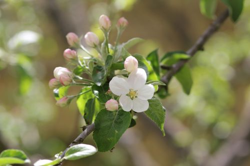 spring apple tree bloom