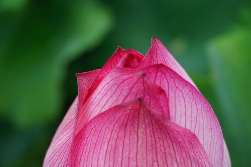 spring flower pink