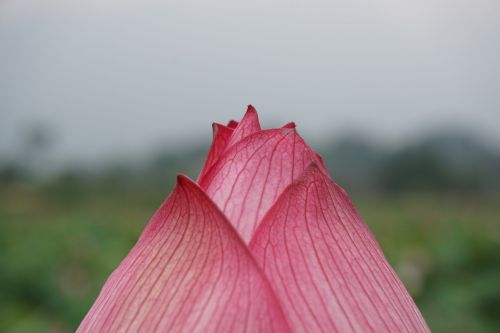 spring flower pink