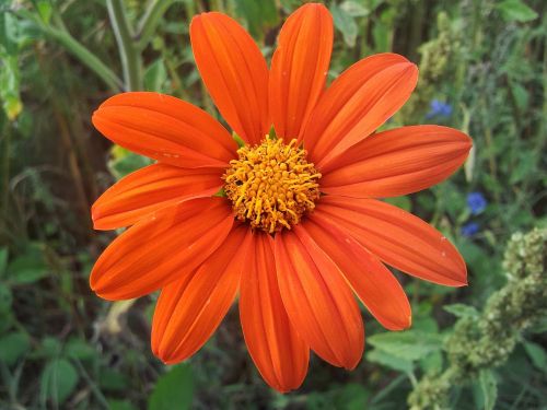 spring fallow flowers