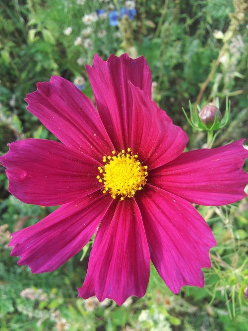 spring fallow flowers