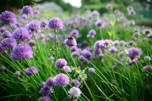 spring chives bees