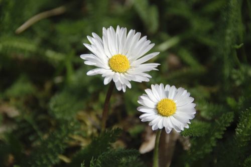 spring flowers daisies