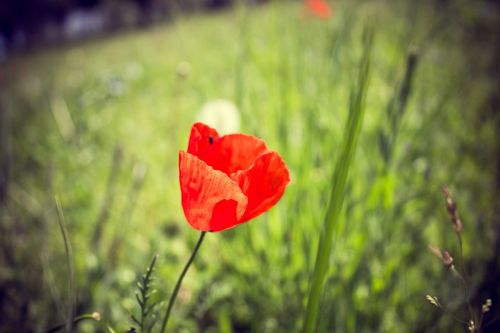 spring flowers nature