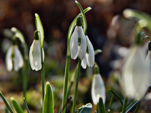 spring sun beauty