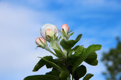 spring blossom bloom