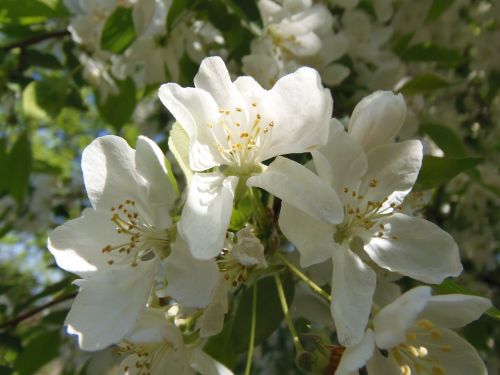 spring margaret island flowers