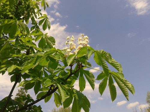 spring nature horse chestnut