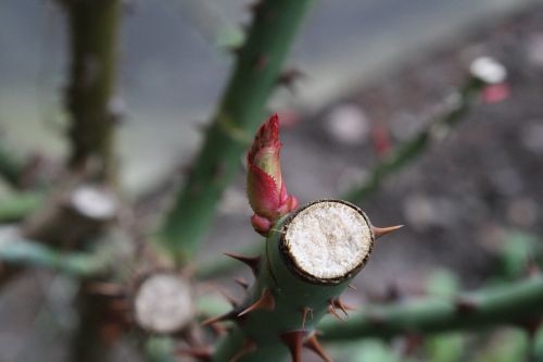 spring roses bud